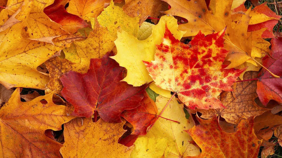 foglie_autunno_cuscino
